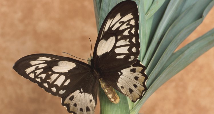 Atrae aves y mariposas a tu jardín.