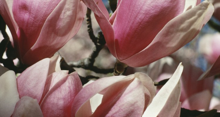 The beautiful flowers of the magnolia tree make it a wonderful specimen plant.