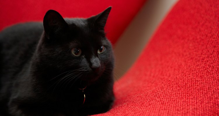 Keep your cat's fur healthy