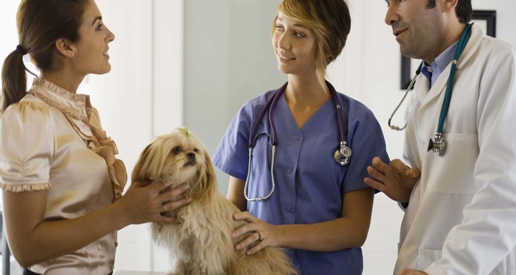 Un perro maltés en el consultorio veterinario.