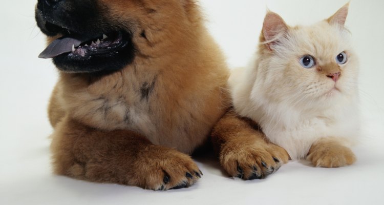 Cães e gatos podem ser vítimas da acidose metabólica