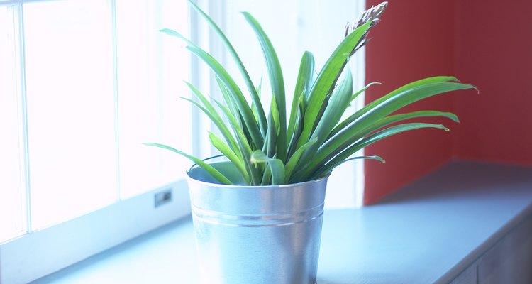 Cada planta requiere una cantidad específica de luz para crecer sanamente.