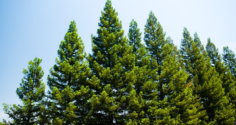 Los pinos pertenecen al género pinus, que incluye alrededor de 114 especies.