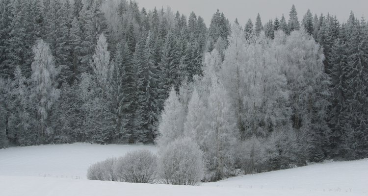 A taiga é característica do clima subártico