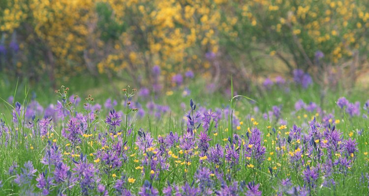 Scotch broom shrubs produce pretty white or yellow flowers.