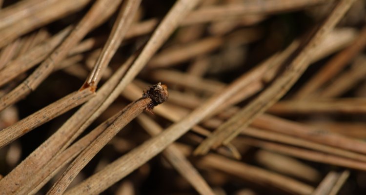 Some vacuums can clean up pine needles.