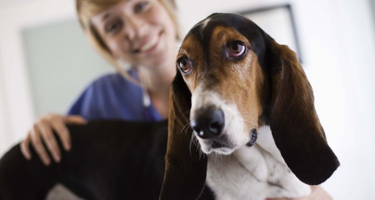 Veterinária e cão