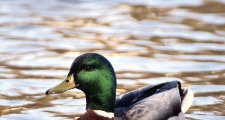Los ánades reales son uno de los patos más reconocibles en los estanques.