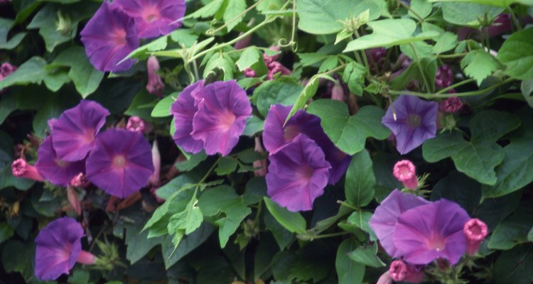 Las ipomoea tricolor pueden tener flores de lavanda, rosa, púrpura, rojo o blanco.