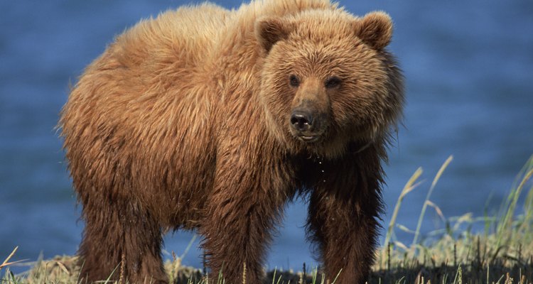 Un oso marrón en busca de peces en una roca del río.