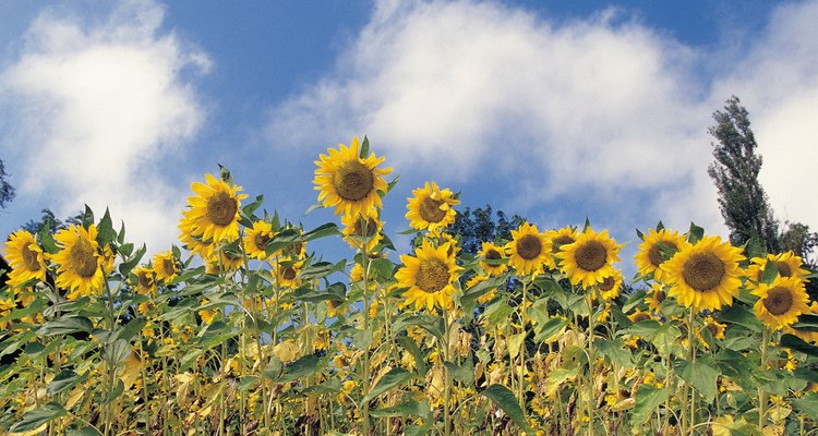 Los cultivos extensivos como el girasol no están habituados al abono abundante.