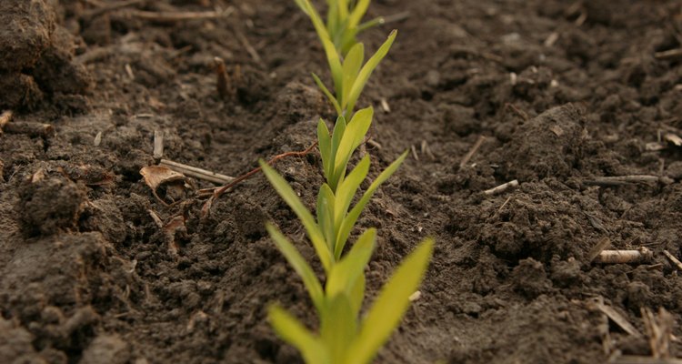 Los fertilizantes ofrecen nutrientes al suelo para ayudar a que las plantas crezcan.