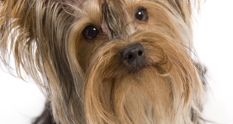 Los yorkshire terriers tienen un pelo largo, brillante y distintivo.