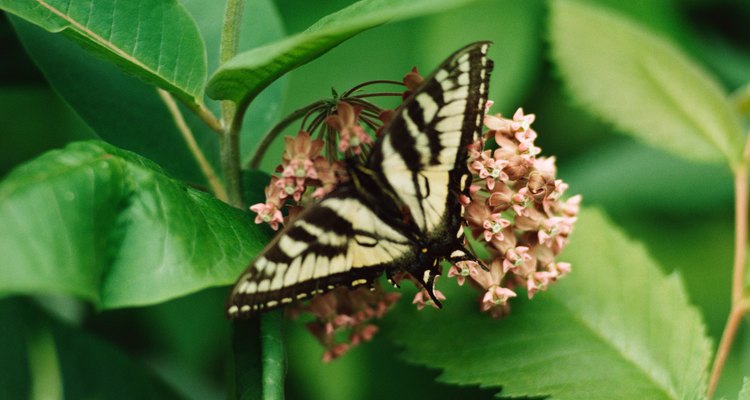 Existen alrededor de 24.000 especies de mariposas.