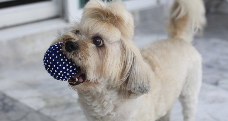 Shorkie con pelota