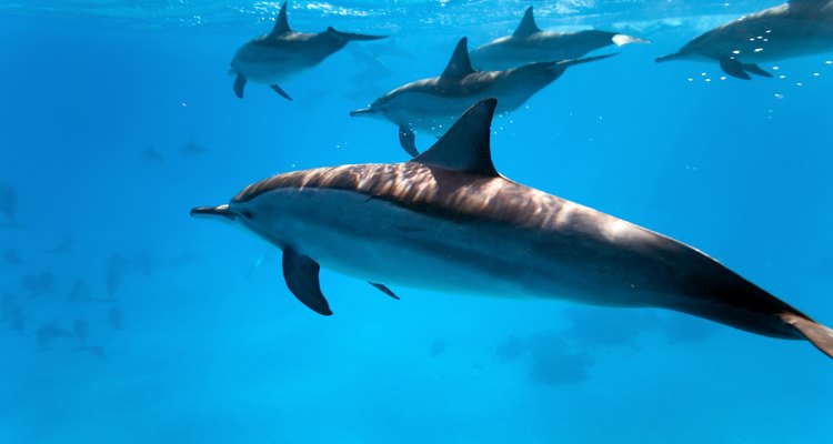 El delgado cuerpo de un delfín le permite sumergirse y moverse rápidamente en el agua.
