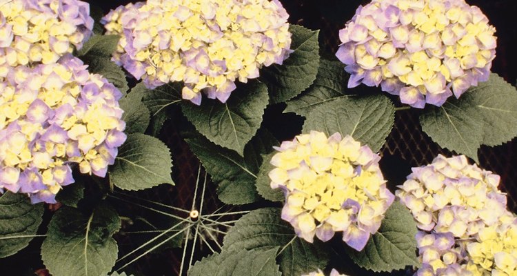 La mancha foliar cercospora es una enfermedad causada por un hongo que puede provocar que las hojas de la hortensia se vuelvan amarillas.