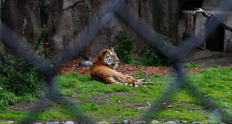 Obtén los permisos estatales y federales para habilitarte a cuidar de un tigre en tu propiedad.
