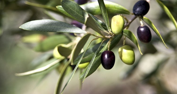 Tuscan Olive Branch