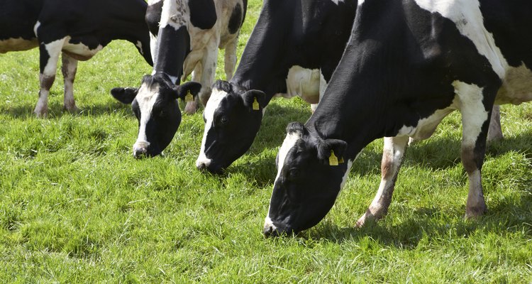 Las vacas lecheras producen la mayor parte de la leche consumida por la gente.