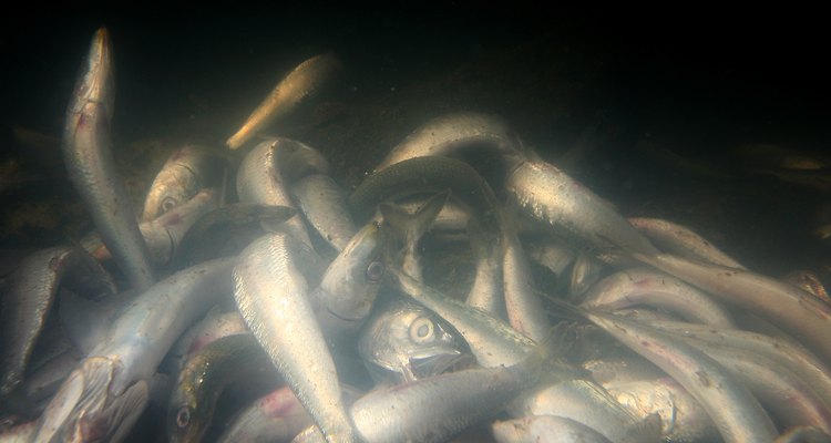 Los peces han sido encontrados muertos en gran número en los últimos años.