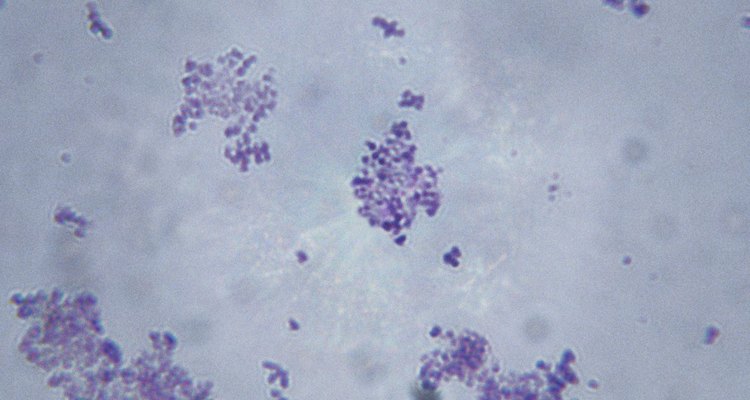 Bacterial can cause illnesses.