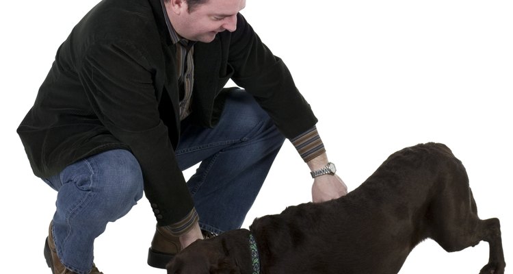 Feeding your dog brewer's yeast may keep fleas at bay.