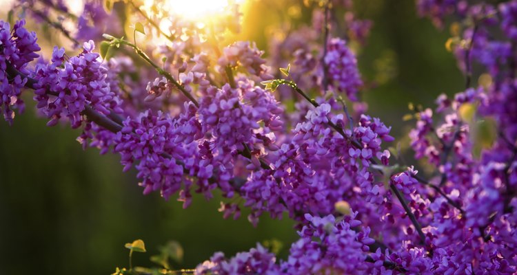 Redbud possui uma flor marcante