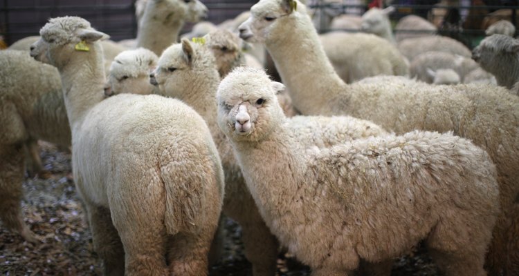 La lana de alpaca se procesa de manera similar a la lana de oveja.