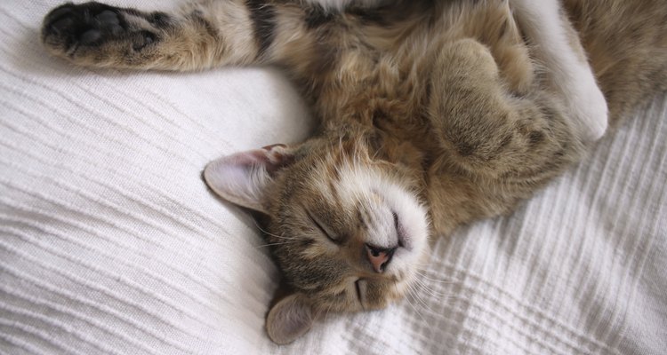 Os gatos podem ficar sonolentos durante mais de 24 horas após a administração de uma anestesia geral