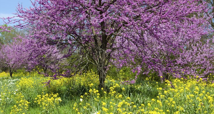 Redbud é uma das várias árvores que produzem flores roxas