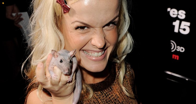 Domesticated rats provide tame companionship, and some perform in movies.