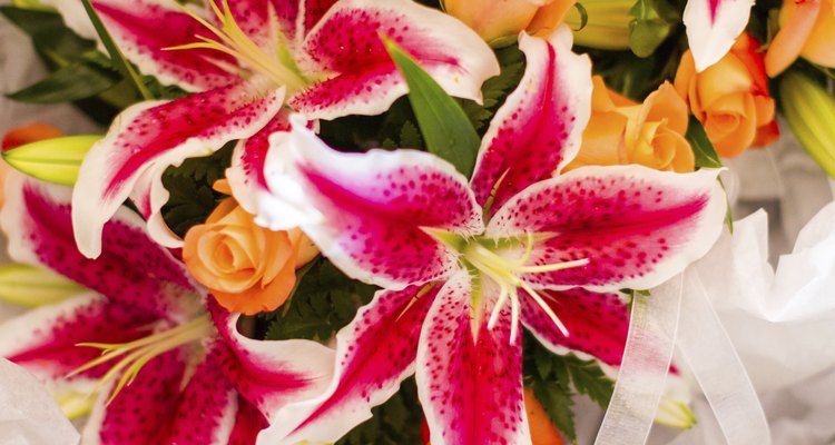 Los lilium son caracterizados por un fuerte aroma.