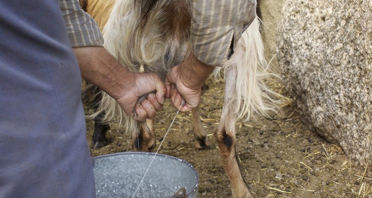 dangers of eating goat meat