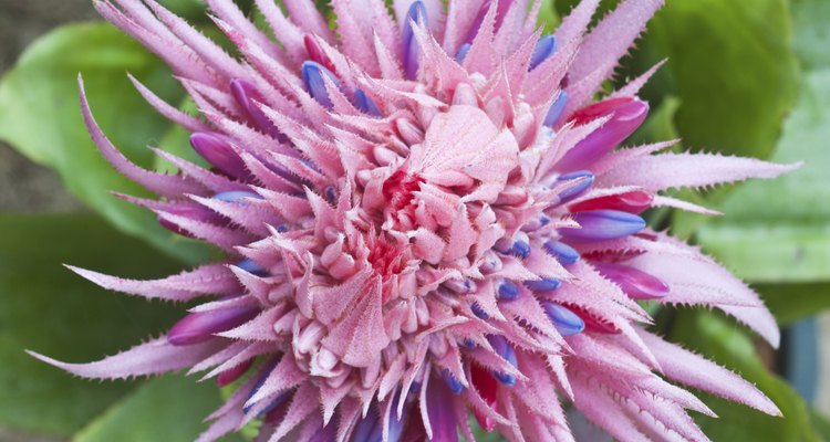 Bromélia em floração plena