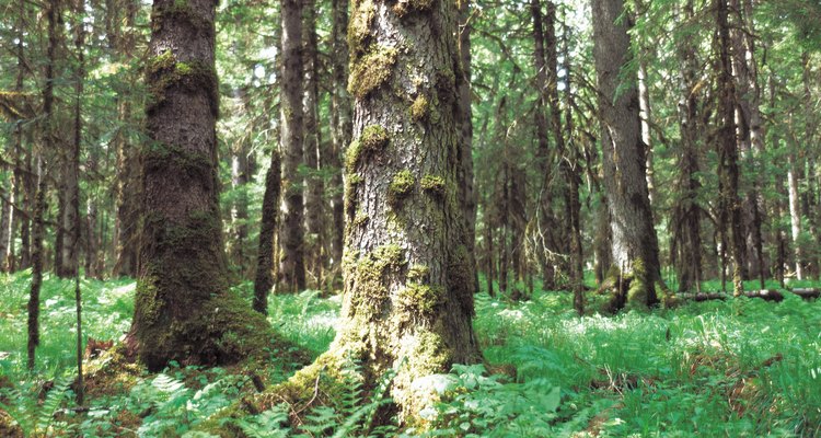 As florestas tropicais sazonais como esta, localizada na China, fazem fronteira com muitas das grandes florestas tropicais