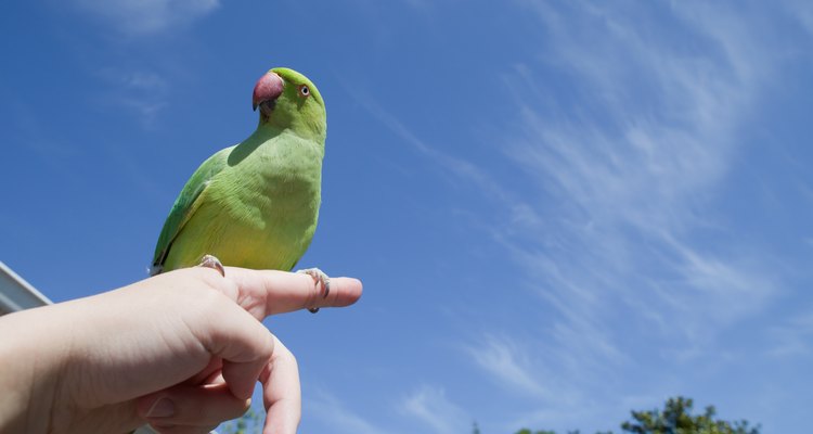 Una cotorra de Kramer verde que se posa sobre el dedo de una mujer, al aire libre.