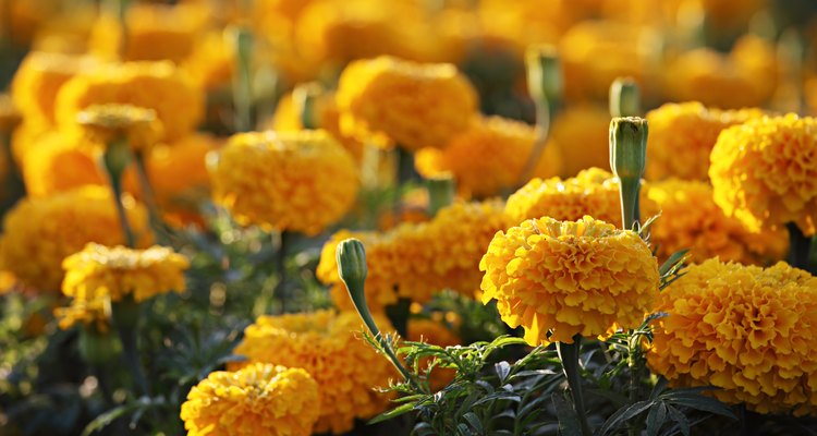 Yellow Marigold Flowers