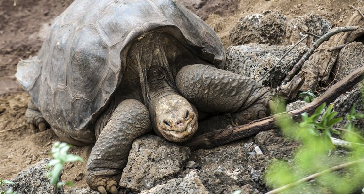 Tartarugas gigantes são um símbolo das Ilhas Galápagos