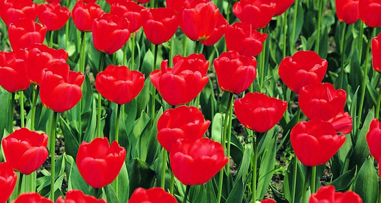 Los más hermosos tipos de tulipanes |
