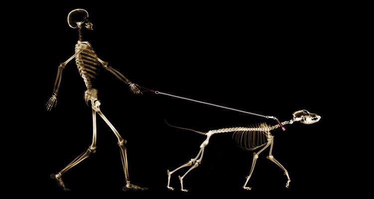 Os ossos do esqueleto seguem um padrão básico em todas as espécies de mamíferos