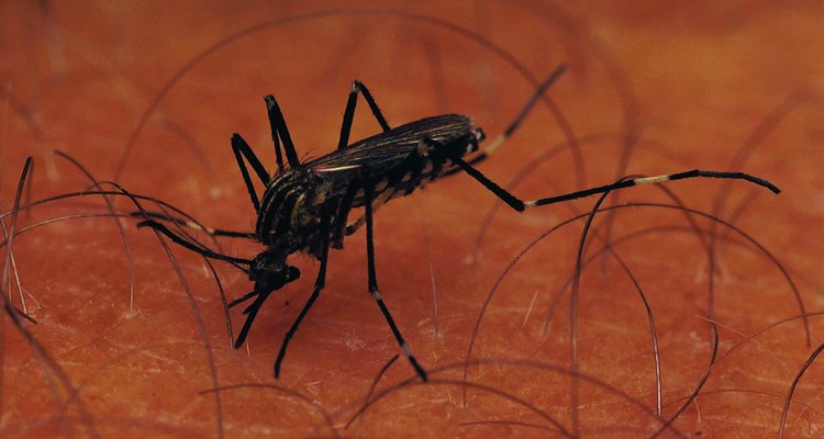 Las picaduras de mosquitos sin tratar pueden resultar en manchas en la piel.
