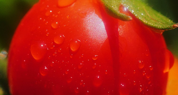 El riego correcto ayudará a proteger los tomates de la necrosis apical.