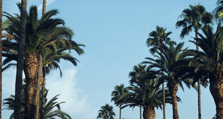 Las palmeras datileras de las Islas Canarias requieren de un área grande de crecimiento.