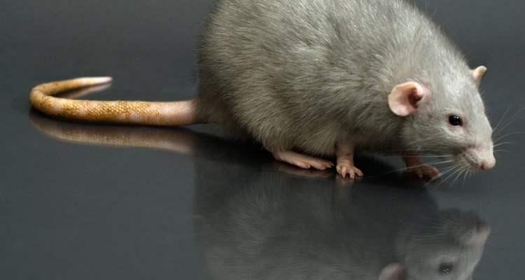 Sabrás que es una rata por la cola sin pelo y una ardilla por su cola espesa.