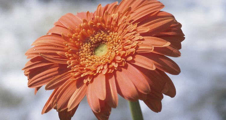 Zinnia is a flowering plant that needs very little water.