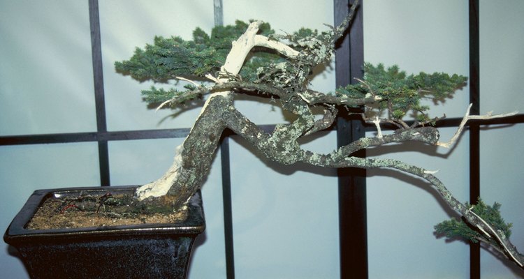 Os entusiastas que cultivam pequenas árvores de bonsai devem estar preparados para os galhos que quebram acidentalmente