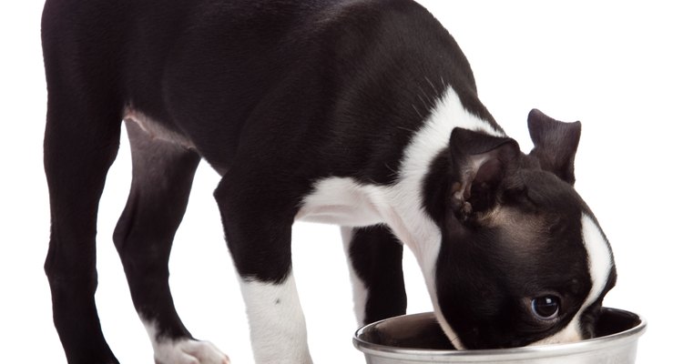 Los perros adoran la comida seca cuando está bañada en salsa.