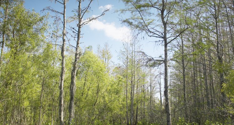 Los Everglades se encuentran dentro de los muchos destinos silvestres para acampar primitivamente.