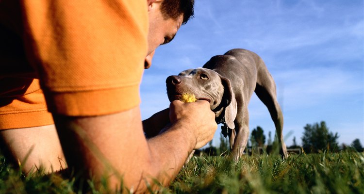 Si tienes un weimaraner, lee este artículo y aprende a cuidarlo.